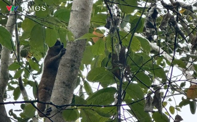 Kiểm lâm huyện M'Đrắk tiếp nhận và thả 1 cá thể nằm trong sách đỏ